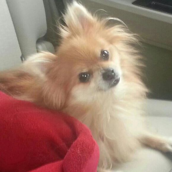 Meet your Posher, Kellie - Picture 1 of 1